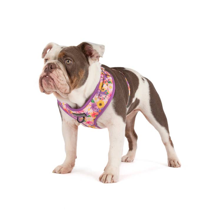 Big and Little Dogs - Wholesale Pet harness – Dog - ADJUSTABLE DOG HARNESS: Spring Fling2