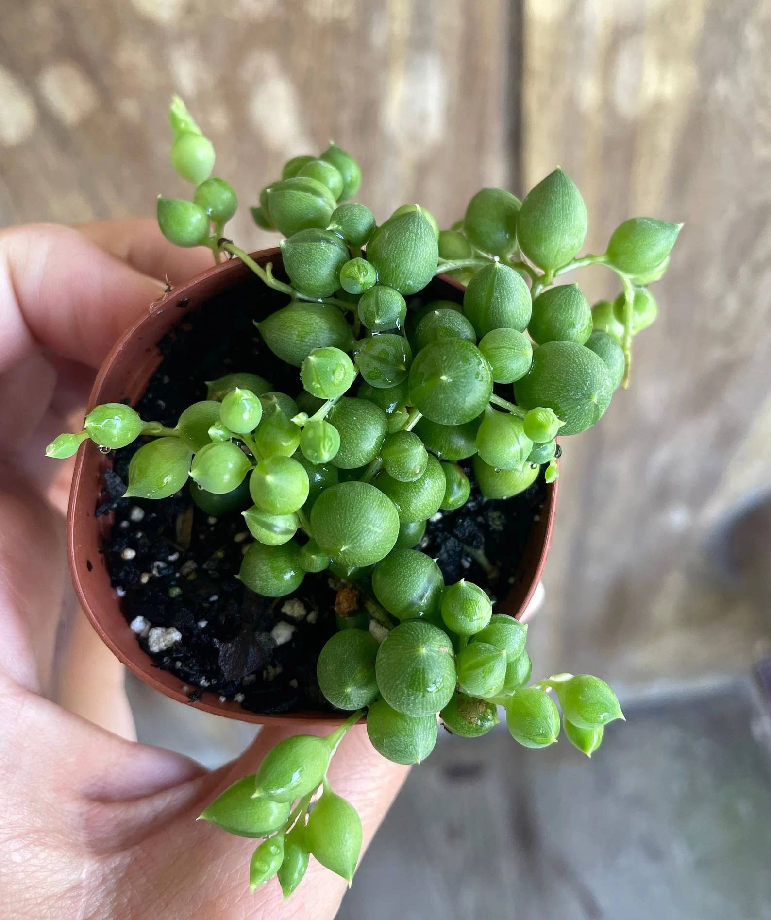 Succulents & Such, Inc. - Wholesale Live Plant - String of Pearls Succulent Plant