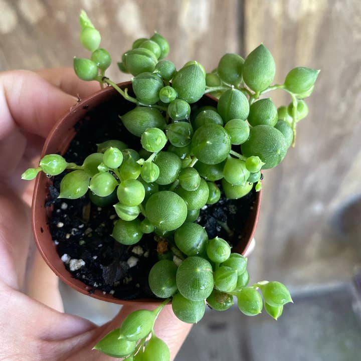 Succulents & Such, Inc. - Wholesale Live Plant - String of Pearls Succulent Plant0