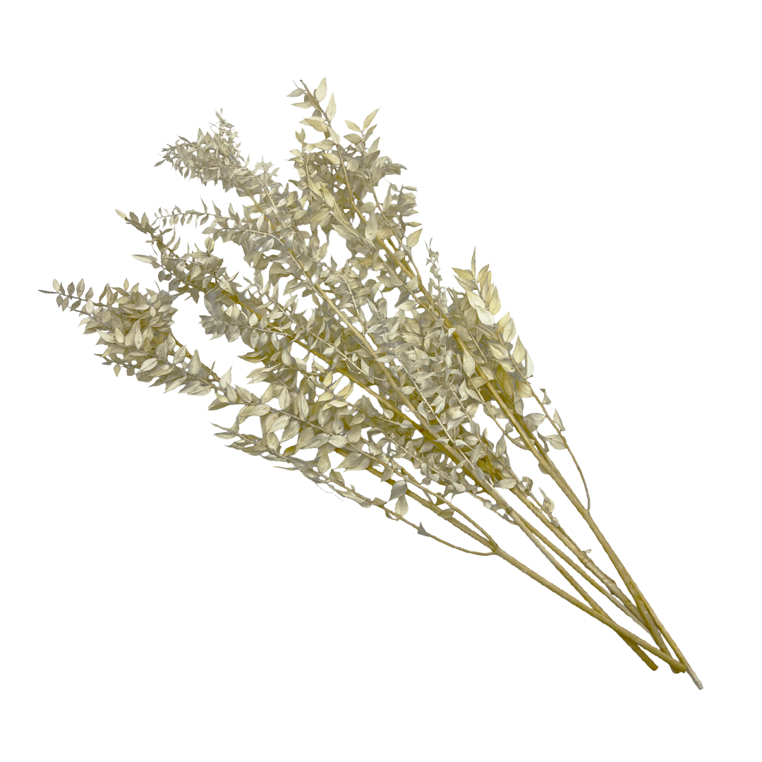 2626 Designs - Vendita all'ingrosso Piante artificiali - Ruscus conservato lungo 56-61 cm17