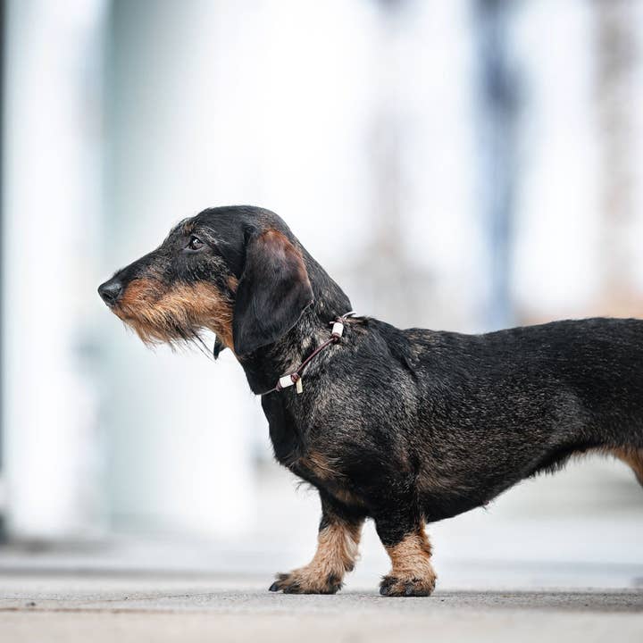 EM-keramisk læderrem i antikbrun for engroshandel hos Lieblingspfote