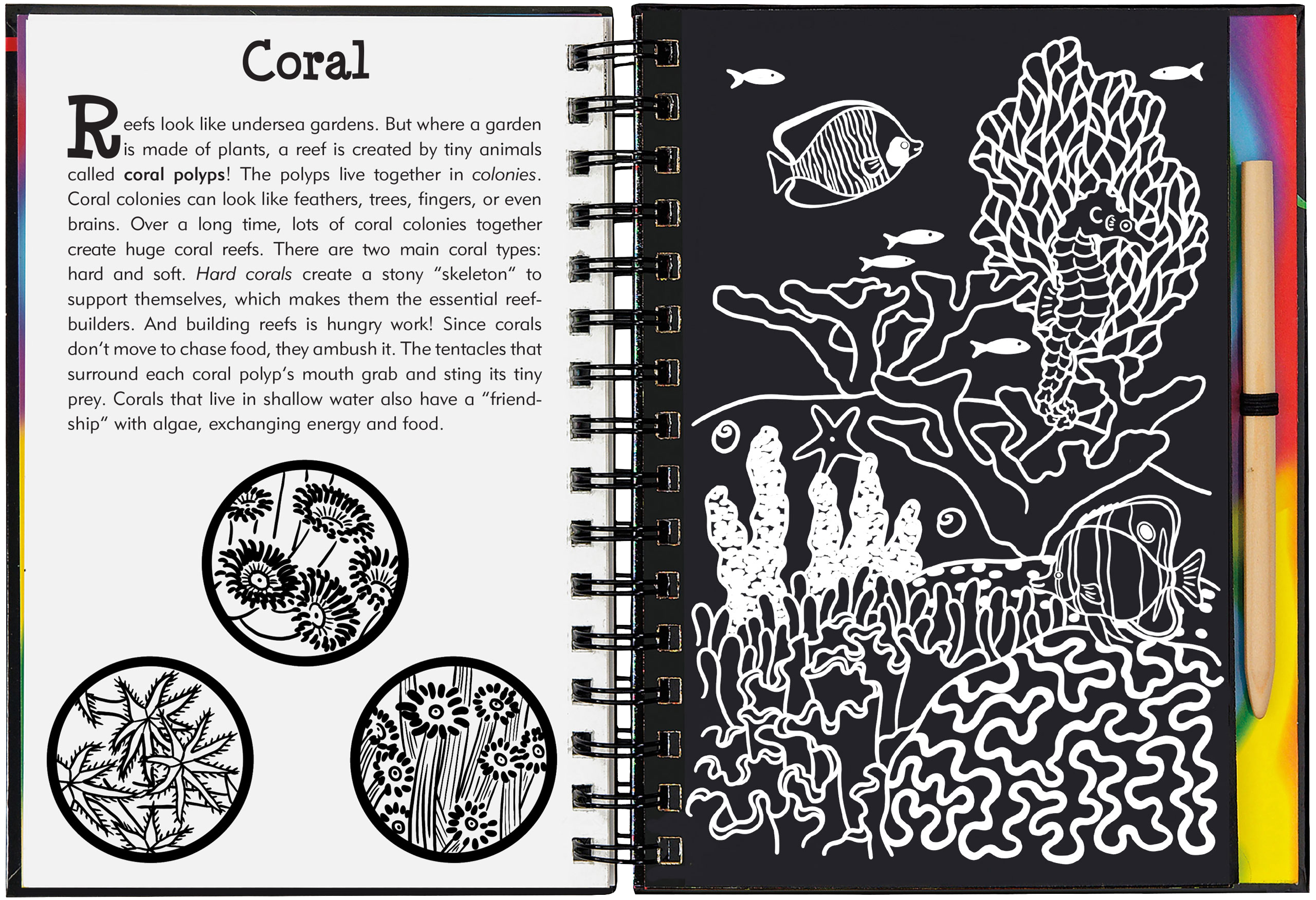 Peter Pauper Press - Wholesale Sketchbook/Sketchpad - Coral Reefs Scratch and Sketch5