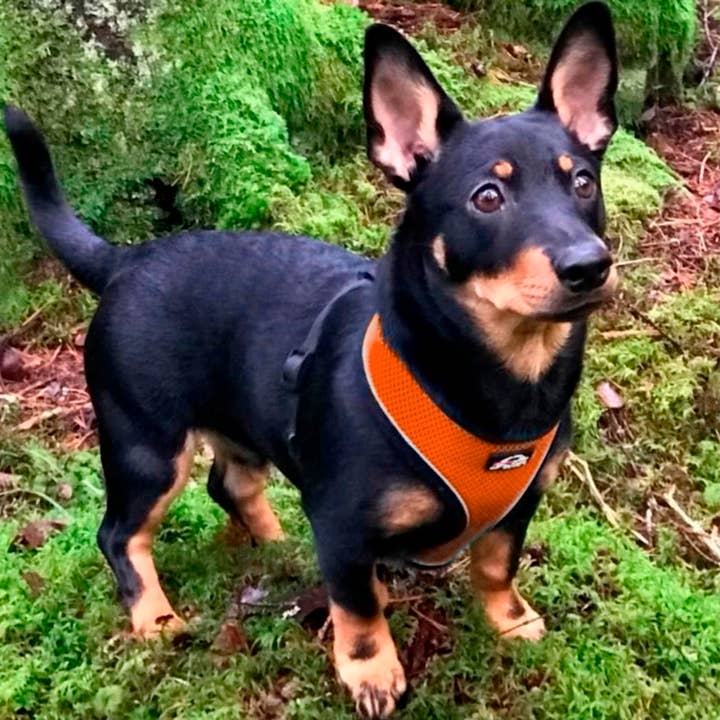 FINNERO - Wholesale Pet Harness - Dog - FINNERO LIGHT Reflective Harness For Pets, 4 Colors5