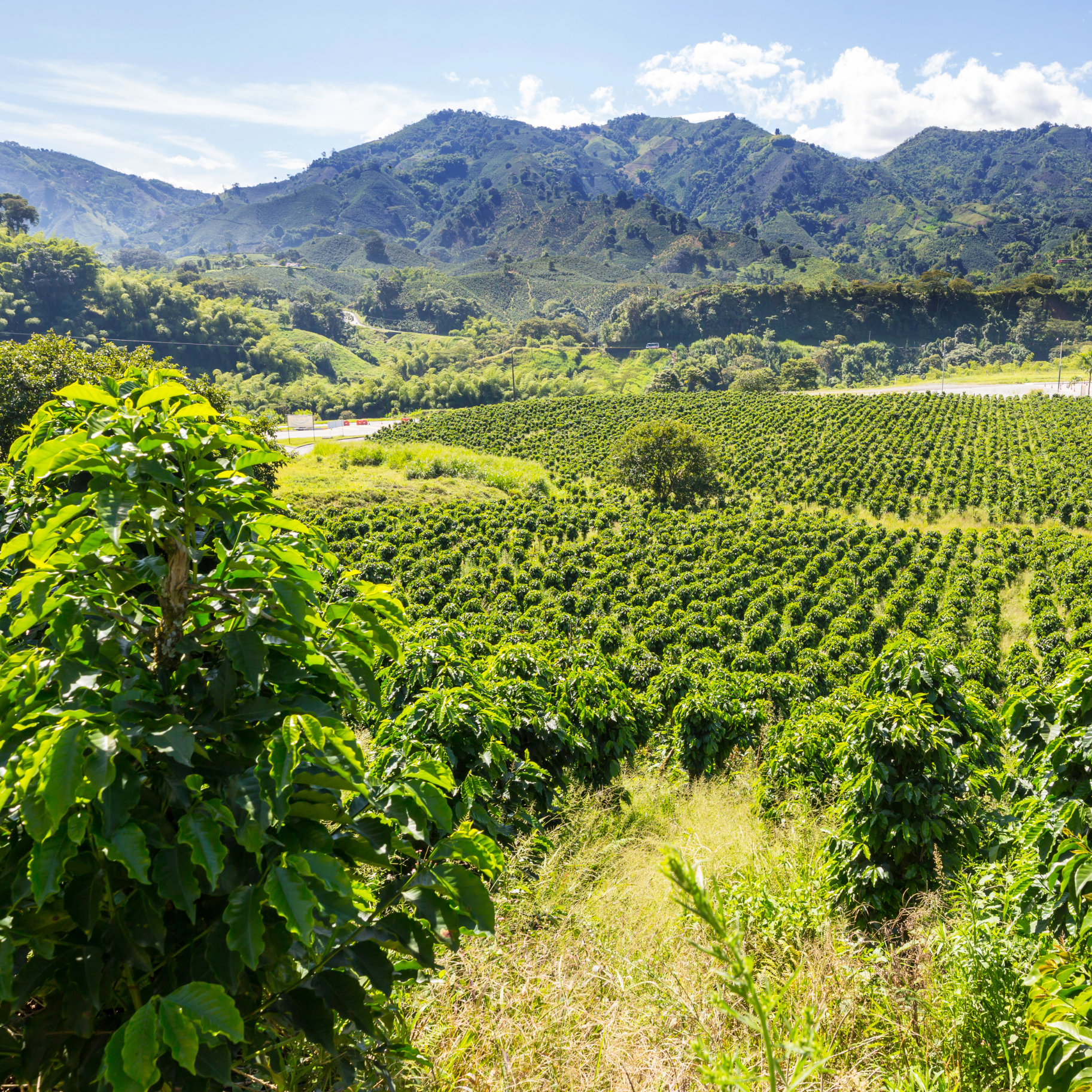 Sightseer Coffee Roasters - Wholesale Coffee beans - Killer Queen - Darkest Roast3