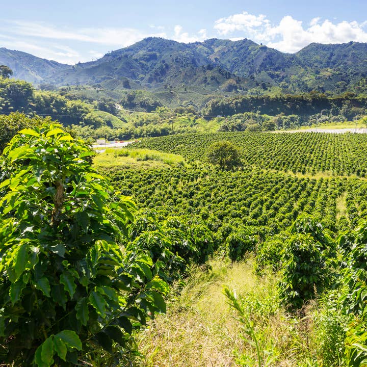 Sightseer Coffee Roasters - Wholesale Coffee Beans - Killer Queen - Darkest Roast3