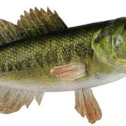 General Wholesale Inc - Wholesale Christmas Decoration - 19"L Largemouth Bass wreath attachment0