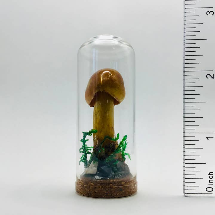Real Mushroom Curiosity Jar Fungi Oddity Decor 2.75" # 705 for wholesale by Fungus Farm LLC