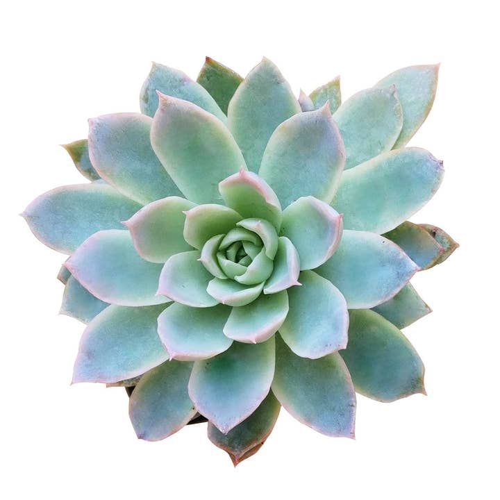 Best Plant Friend - Wholesale Succulent - Echeveria Violet Queen - Blue Rosette Succulents 2/4in