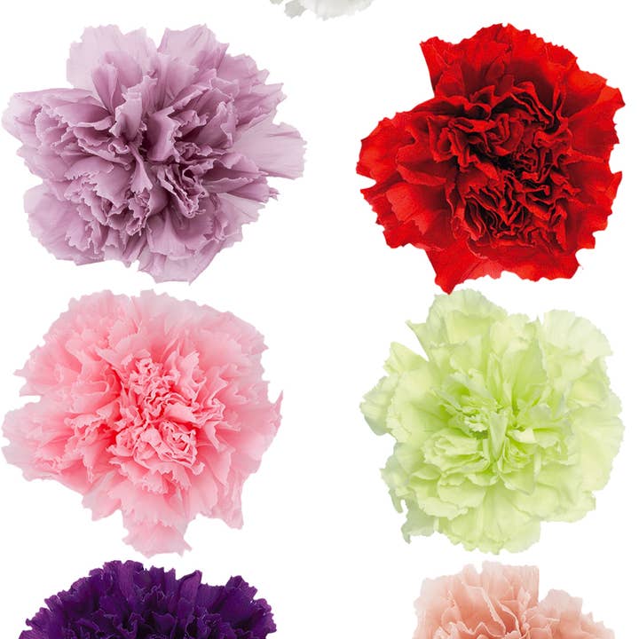 Caja de 8 cabezas de clavel preservadas y otras tendencias de Resultados para claveles artificiales al por mayor. Devoluciones gratuitas y condiciones de pago a 60 días en Faire en Faire.