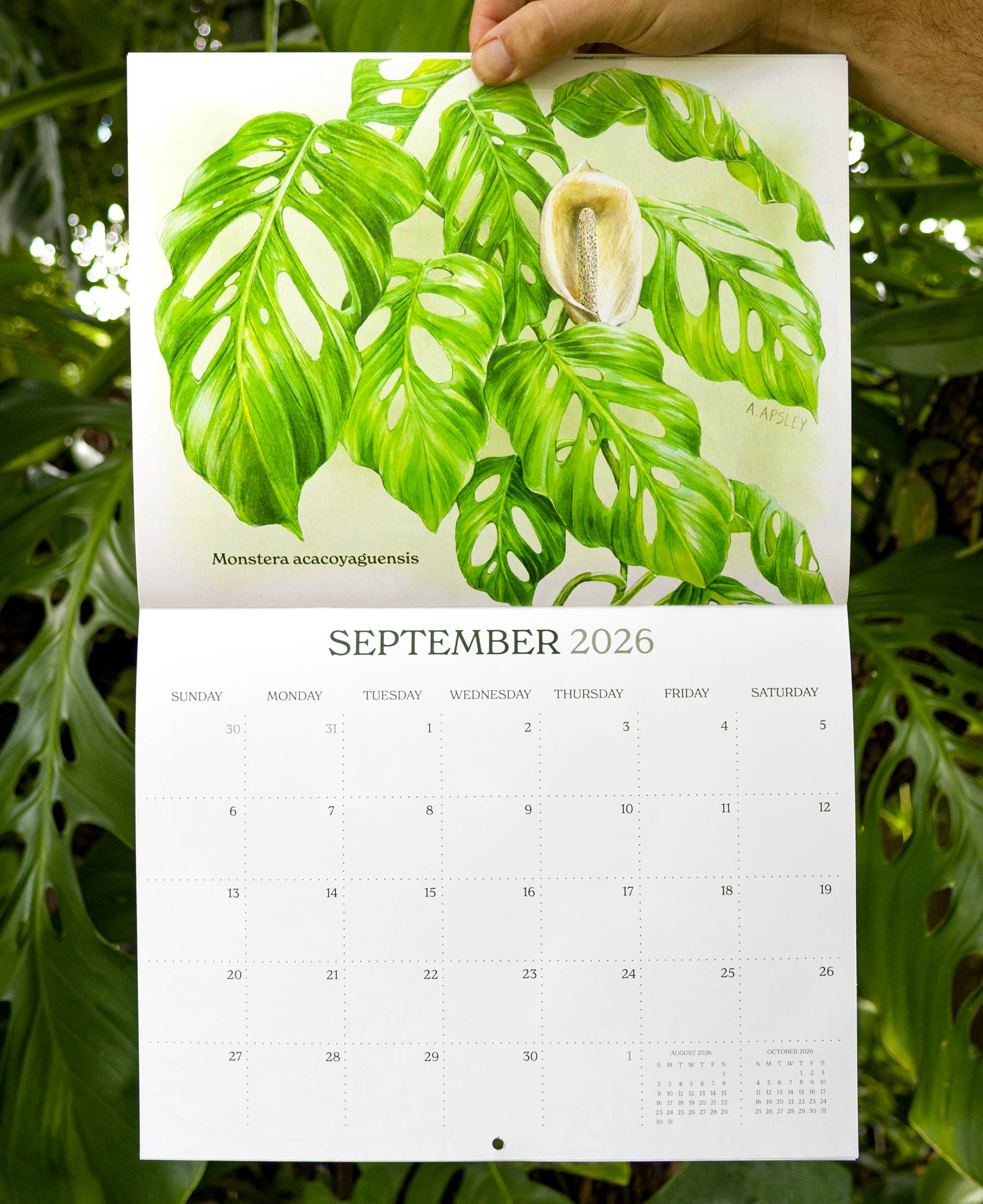 Aaron Apsley Artwork - Wholesale Calendar - 2026 Aroid Wall Calendar4