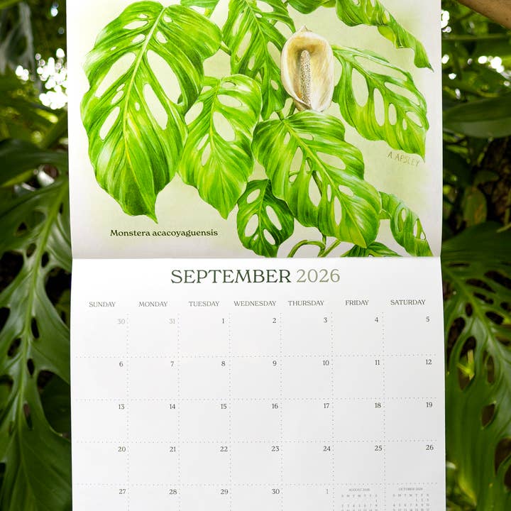 Aaron Apsley Artwork - Wholesale Calendar - 2026 Aroid Wall Calendar4