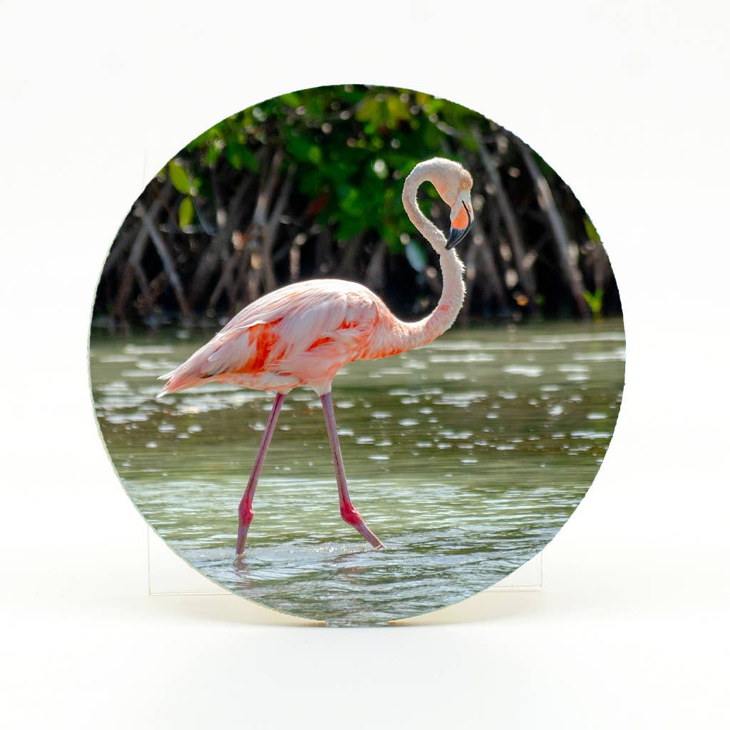 Mike Ring Photography - Wholesale Coasters - Home Coaster-Flamingo 70