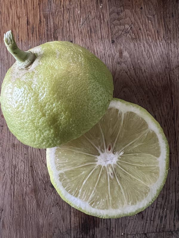 Essences Naturelles Corses - Wholesale Essential Oil - Organic bergamot - Essence - Aromatherapy - 10ml6