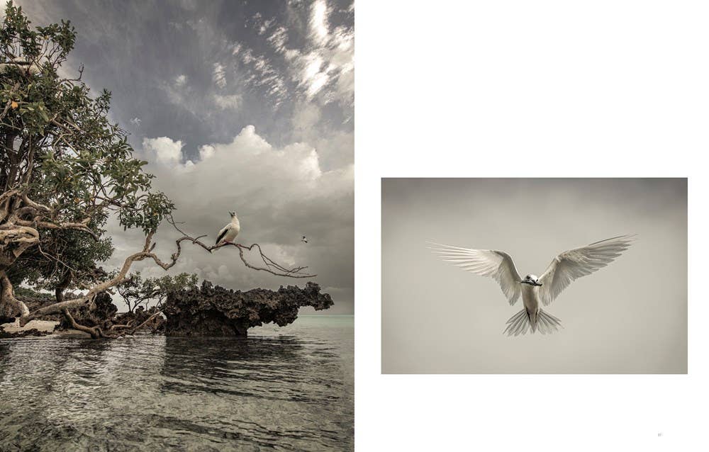 W. W. Norton - Wholesale Nature & Outdoors - Wild Ocean: A Journey to the Earth's Last Wild Coasts5