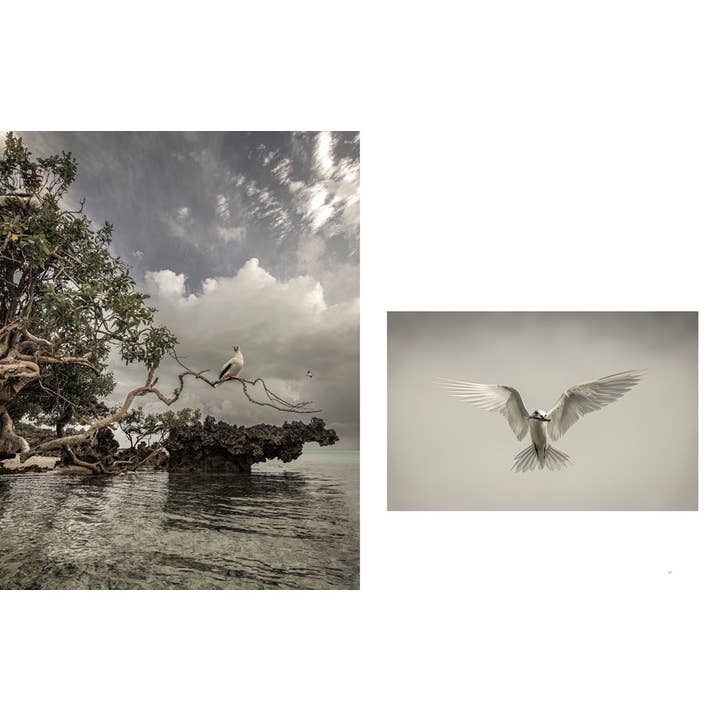 W. W. Norton - Wholesale Nature & Outdoors - Wild Ocean: A Journey to the Earth's Last Wild Coasts5