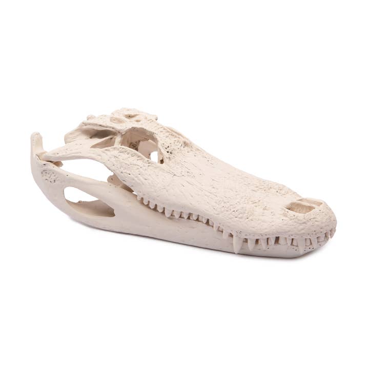 Alligator Skull - Bone Colored for wholesale by Agave