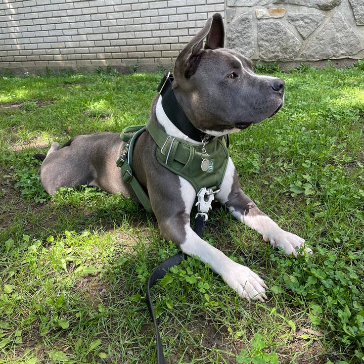Heavy-Duty Everyday Harness - Cactus Green for wholesale on Faire