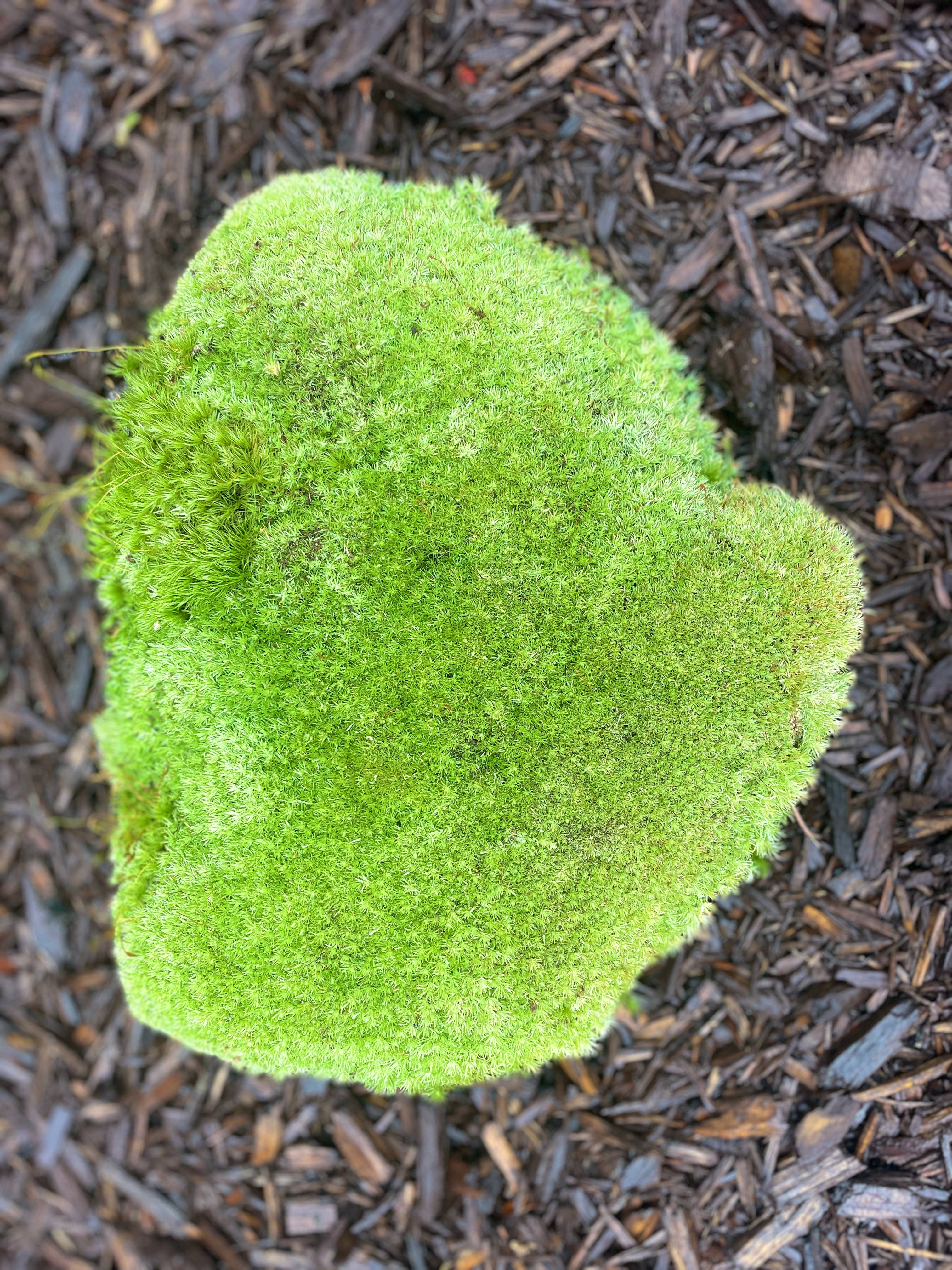 Moss & Stone Gardens – Engroshandel Ægte plante – Levende pudemos (1-500 kvadratfod) - Leucobryum glaucum3