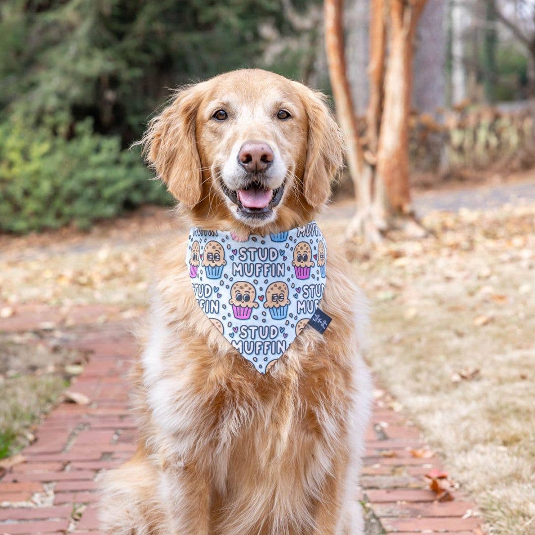 560 ottime idee su Buon compleanno cane