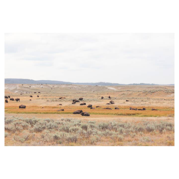 Yellowstone Bison Meadow – Fine Art Photography Print for wholesale by Britt Vasina Studio