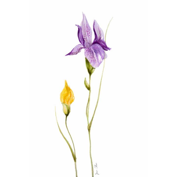 Iris Duo Print voor wholesale door Jane W. Choi Designs