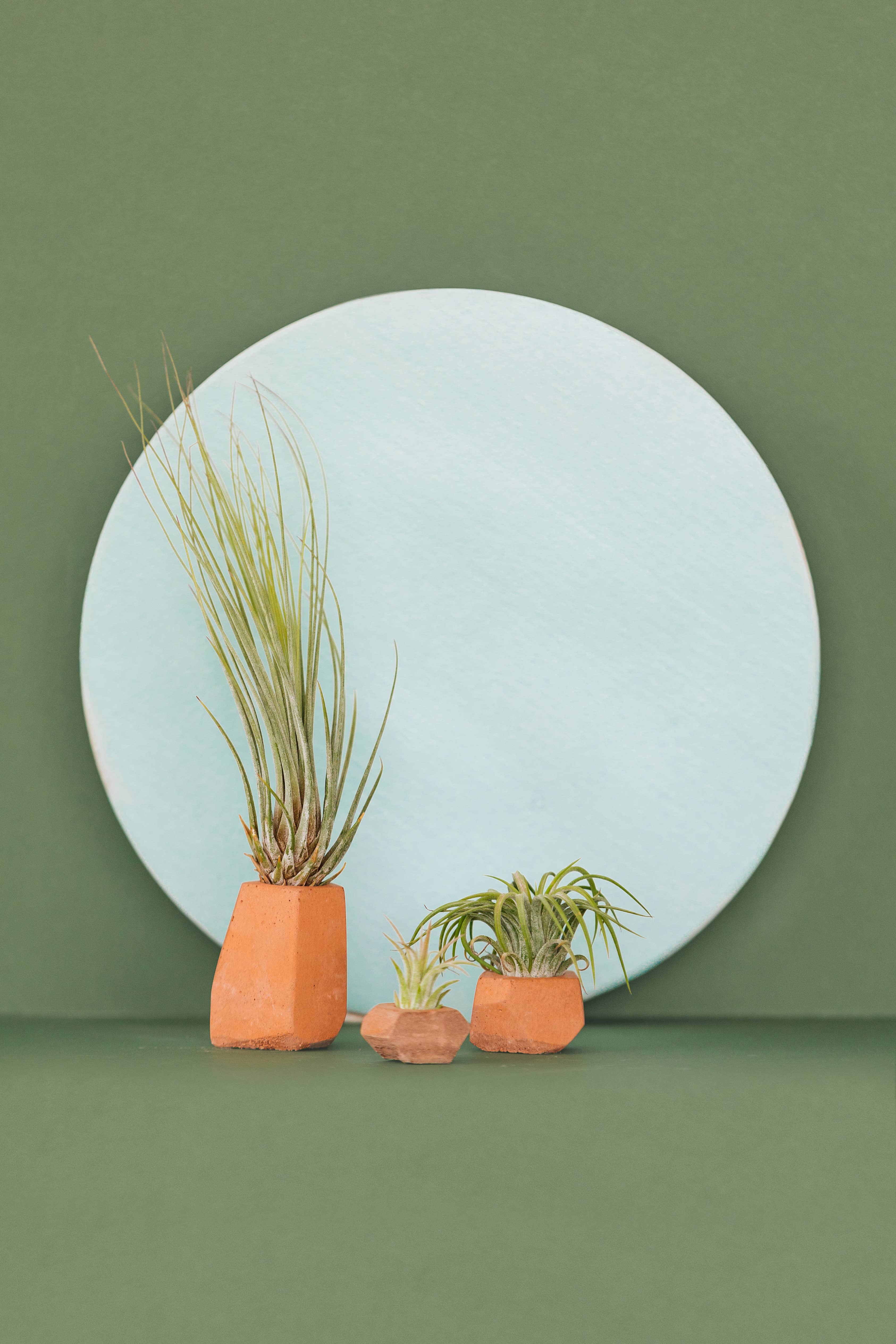 The Plant Supply - Wholesale Plant Pot - Concrete Air Plant Holders (Set of 3) | modern air plant pot2