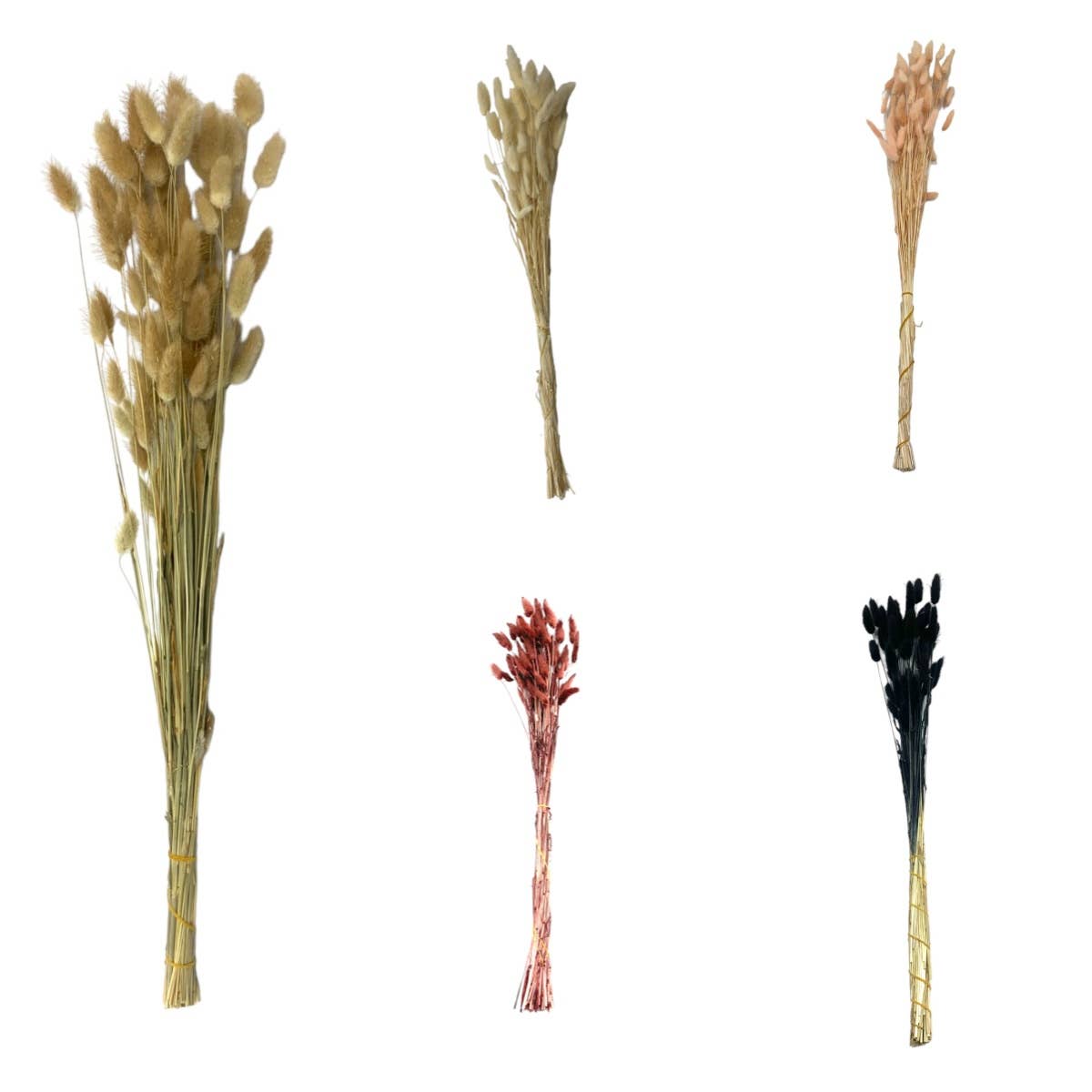 2626 Designs - Wholesale Dried/Pressed Flowers - Bunch Dried Bunny Tails Grass-20-24"  apx 1 oz13