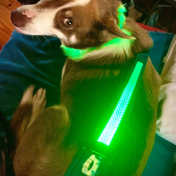 K-9ightLights L.L.C. - Wholesale Pet Leash - Dog - K-9ightLights LLC Pet Supplies Best Light Up LED Dog Leash2