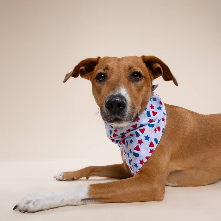 The Paws - Wholesale Pet Bandana - Dog - Pop Dog Bandana