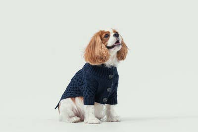 PEHOM - Venta al por mayor Jersey - Perros - Suéter con solapa para mascotas5