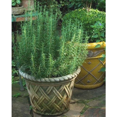 Zakarian Collection - Wholesale Olive Oil - Zakarian Ultra-Premium Pantry Starter Pack6