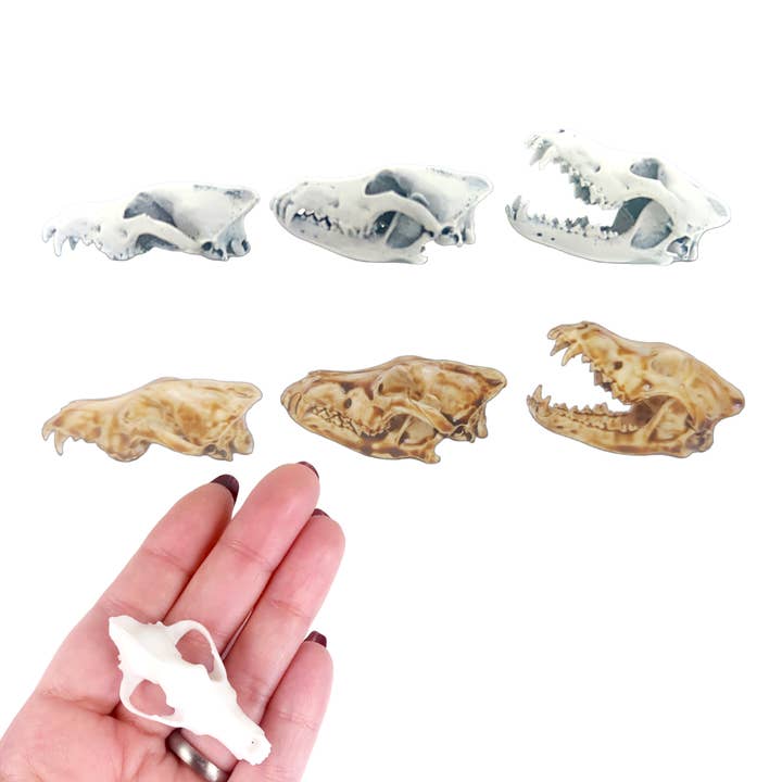 Gray Wolf Skull - 1:6 Scale for wholesale by The Scale Grail