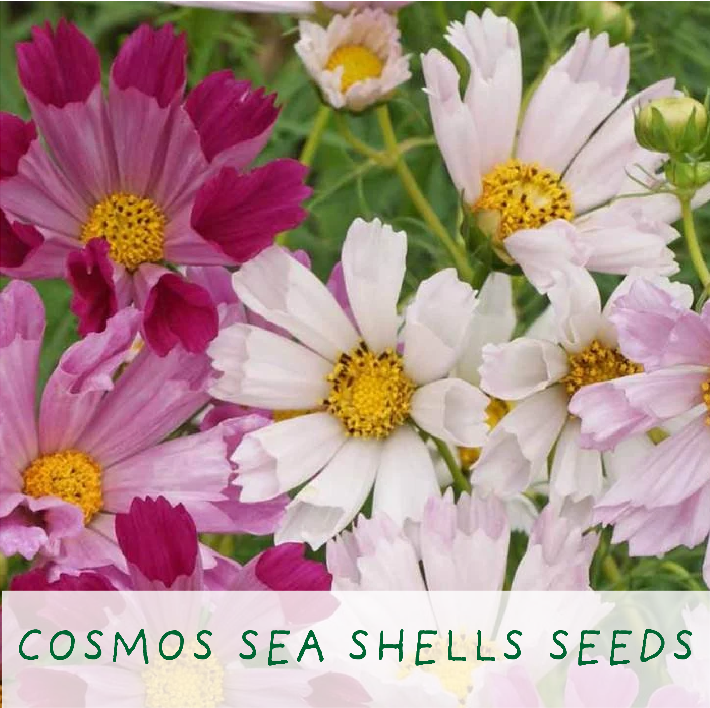 The Plant Gift Co. – wholesale Plant seeds – Seaside Lovers. Eco Grow Your Own Plant Kit, Gardening Gift4