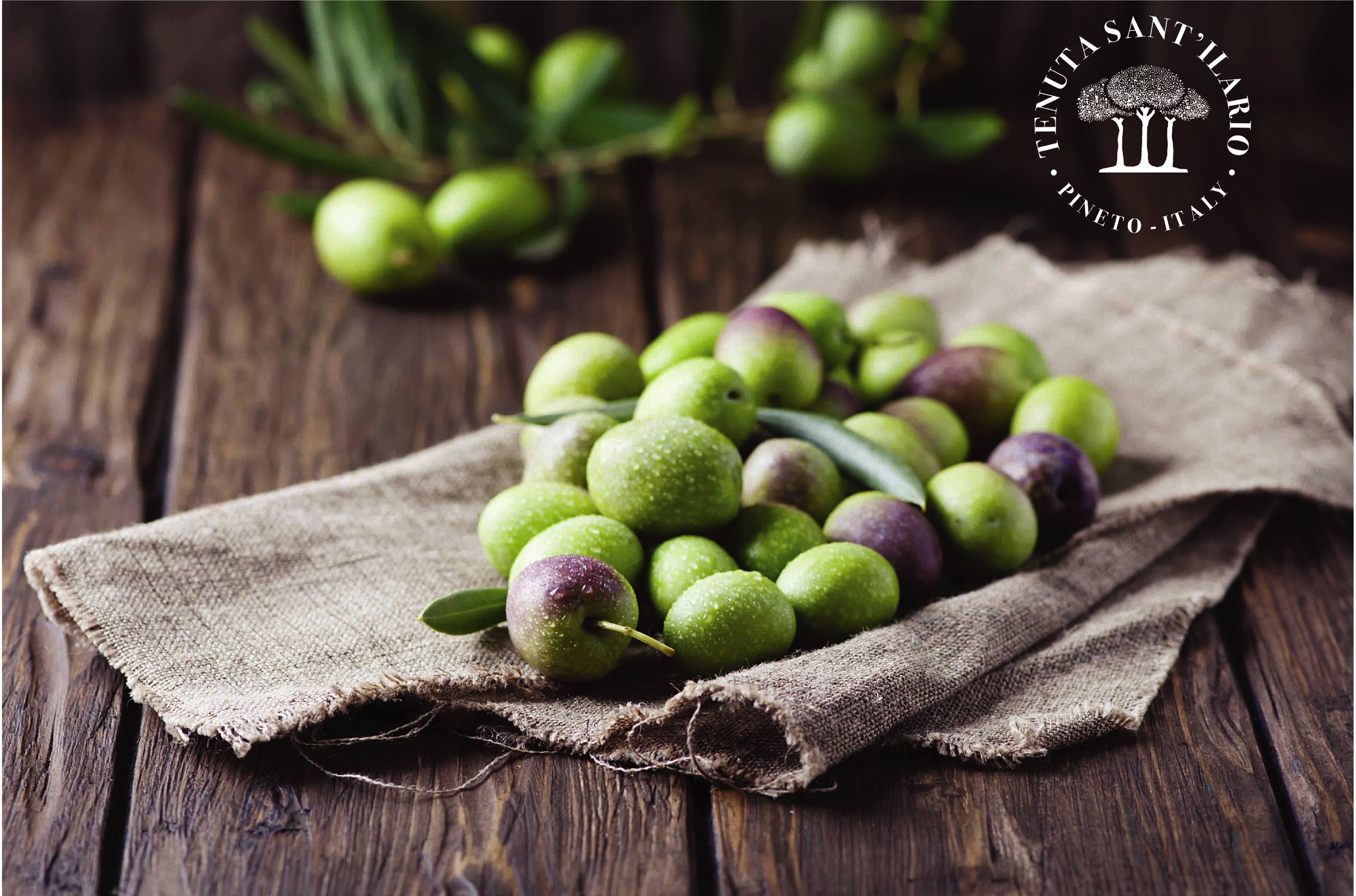 TENUTA SANT'ILARIO – wholesale Olive oil – SOIL LINE, 3 bottles 500 ml 100% ITALIAN EXTRA VIRGIN OLIVE OIL7