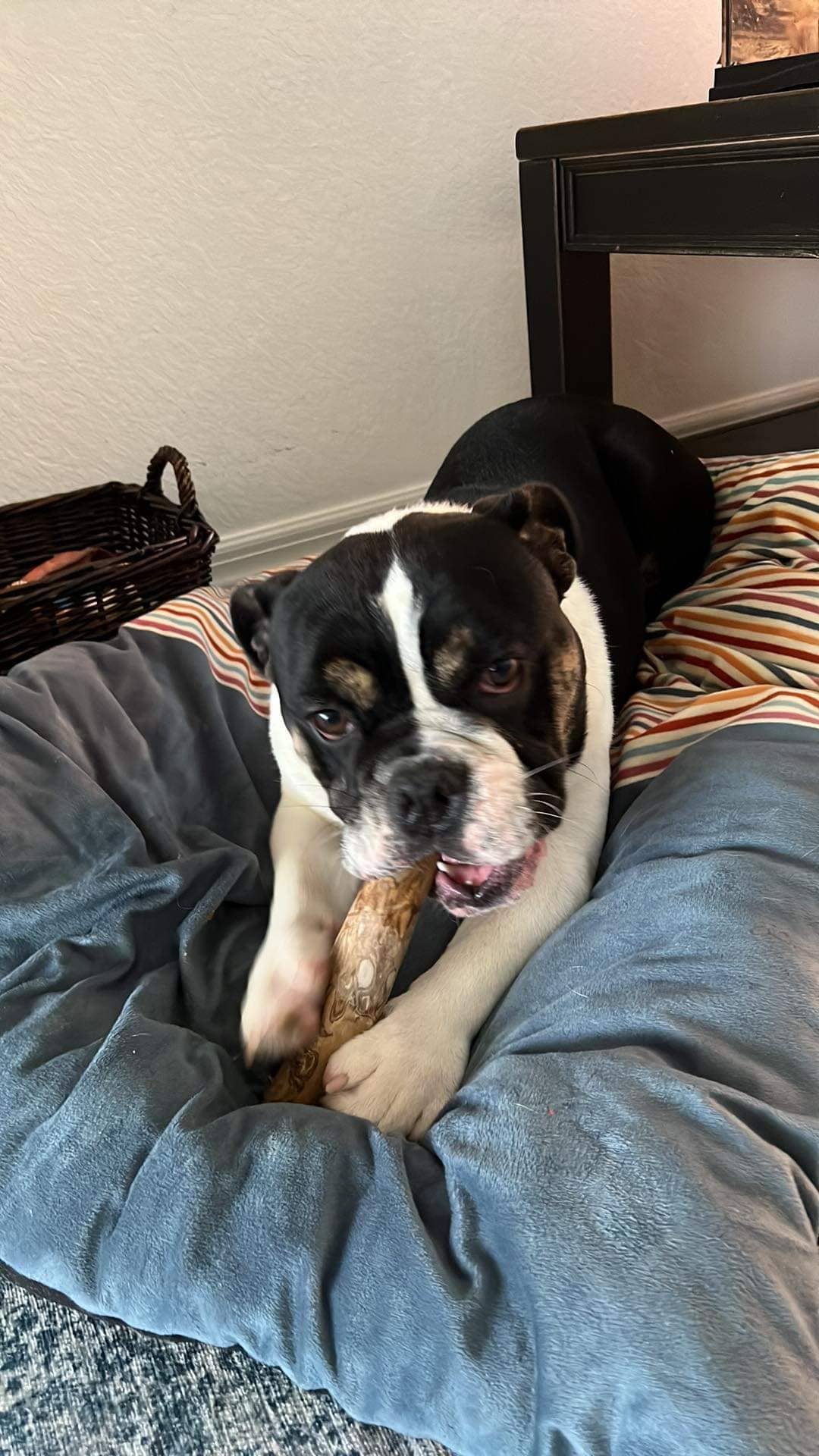 Loyalty Pet Products - Wholesale Pet Chew Toy - Dog - Croc Chomps - 100% Organic and Sustainable Coffee Wood Chews6