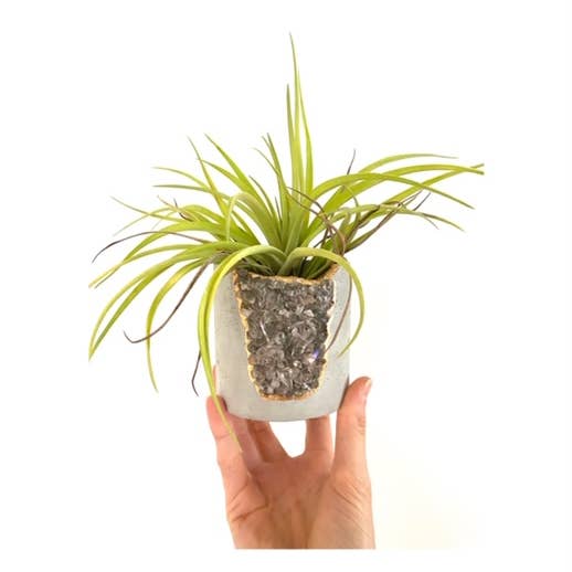 Plant One On Me Designs - Wholesale Plant Pot - Large Geode Planter with Air Plant - Mixed Crystal - Vessel