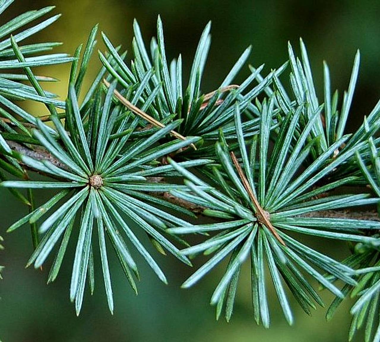 Du Jardin Beauty - Wholesale Insect Repellent - Bug-Ger Off Light Spray Natural Insect Repellent4