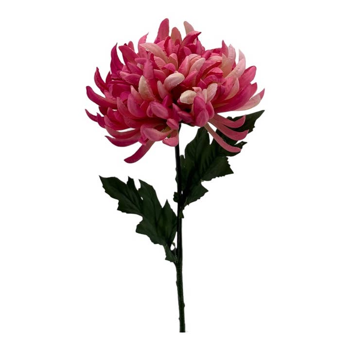 Chrysantheme 43 cm beauty für den Großhandel von Floratexx