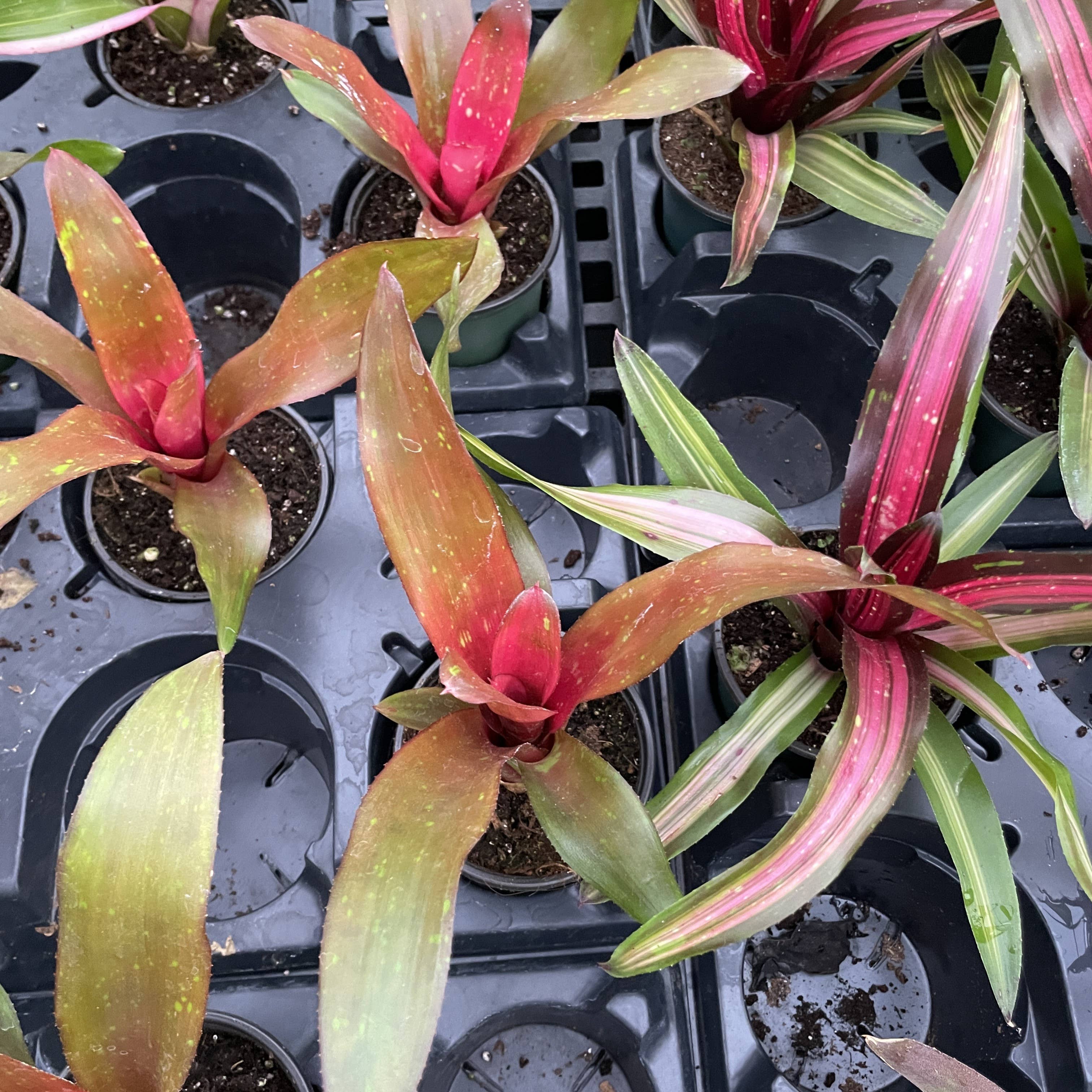 Thorsen's Greenhouse - Wholesale Live Plant - Bromeliad Neoregelia 'Neos' - Live Plant - Assorted7