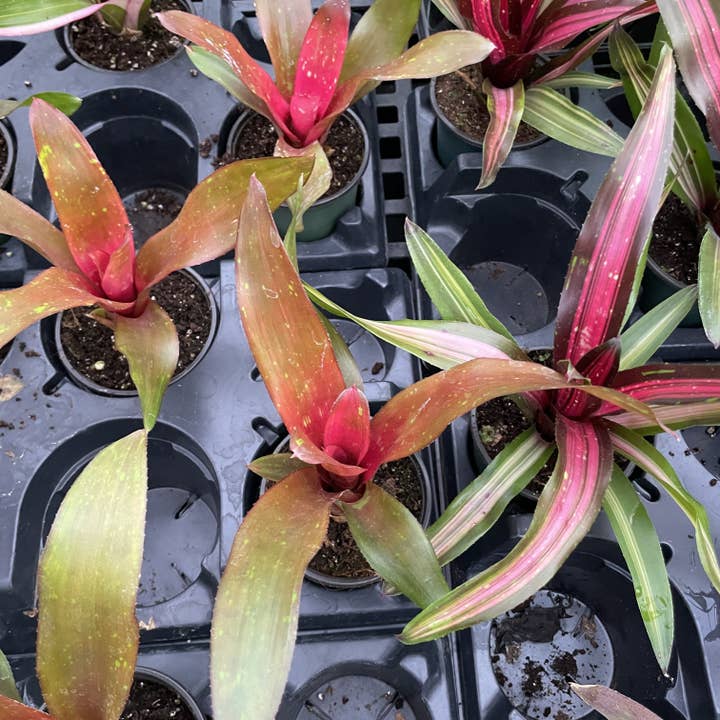Thorsen's Greenhouse - Vente Plante - Broméliacée Neoregelia 'Neos' - Plante vivante - Assortie7