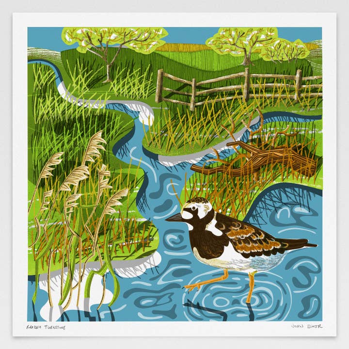 Ruddy Turnstone digitally printed print, British coast bird for wholesale by John Bloor Printmaker