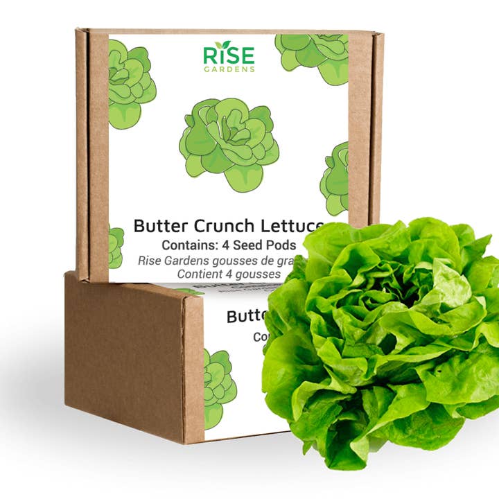 Rise Gardens - Wholesale Plant seeds - Butter Crunch Lettuce