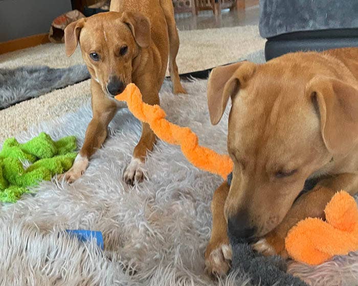 Cycle Dog – wholesale Mjukisdjur - Hund – Cycle Dog Duraplush stretch- och dragleksak för hundar1