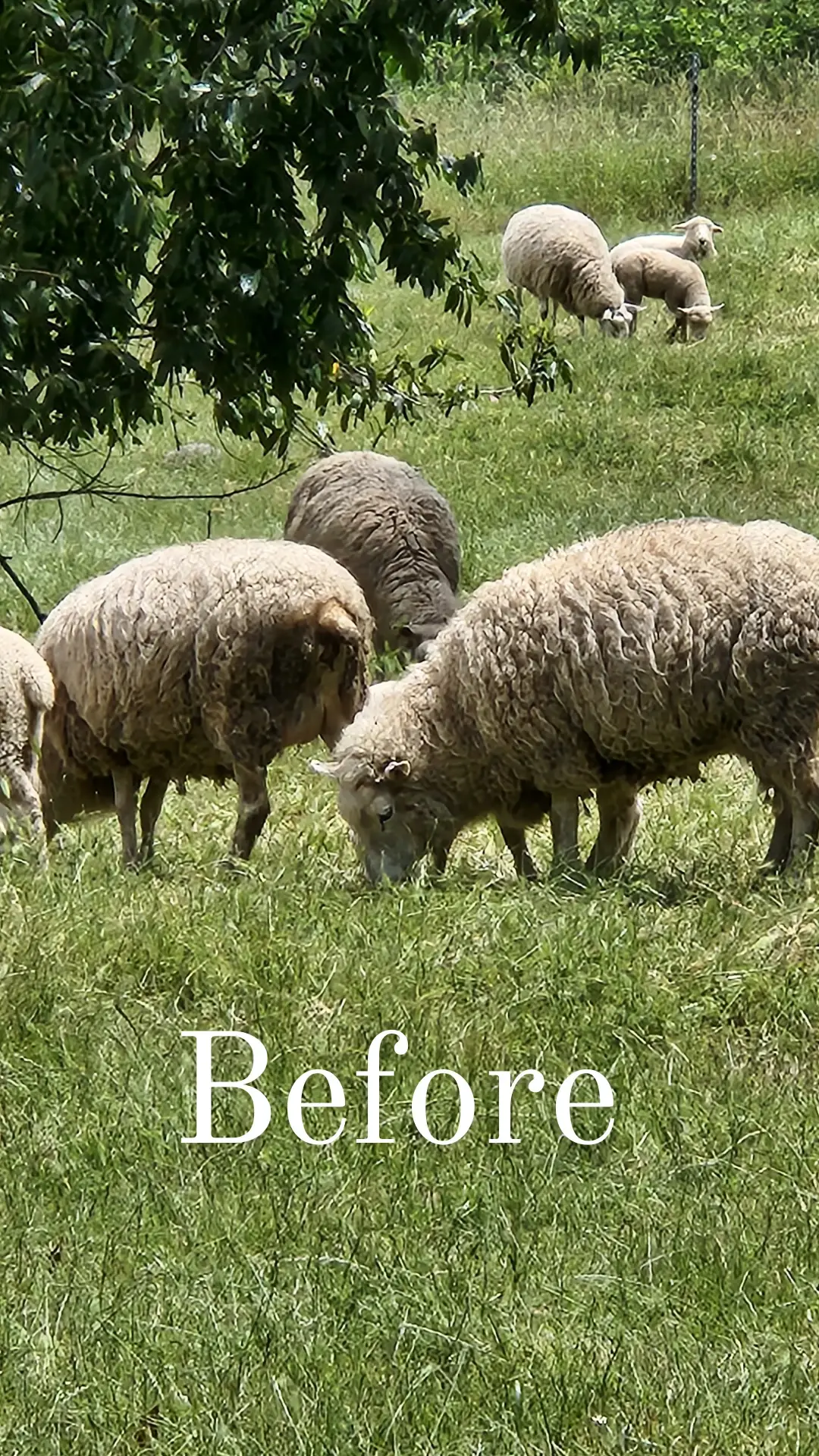 Full Circle Wool - Wholesale Dishcloth - Wool Dish Sponges ~ Climate Beneficial™ (case of 48 units)4