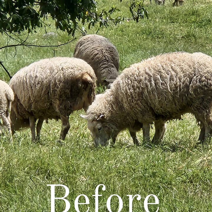 Full Circle Wool - Wholesale Dishcloth - Wool Dish Sponges ~ Climate Beneficial™ (case of 48 units)4