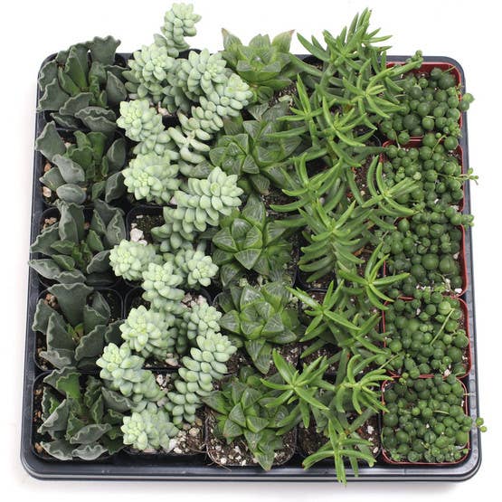 Mountain Crest Gardens - Wholesale Succulent - Easy Indoor Succulents Bulk 25-Pack (5 Varieties, 2" Pots)