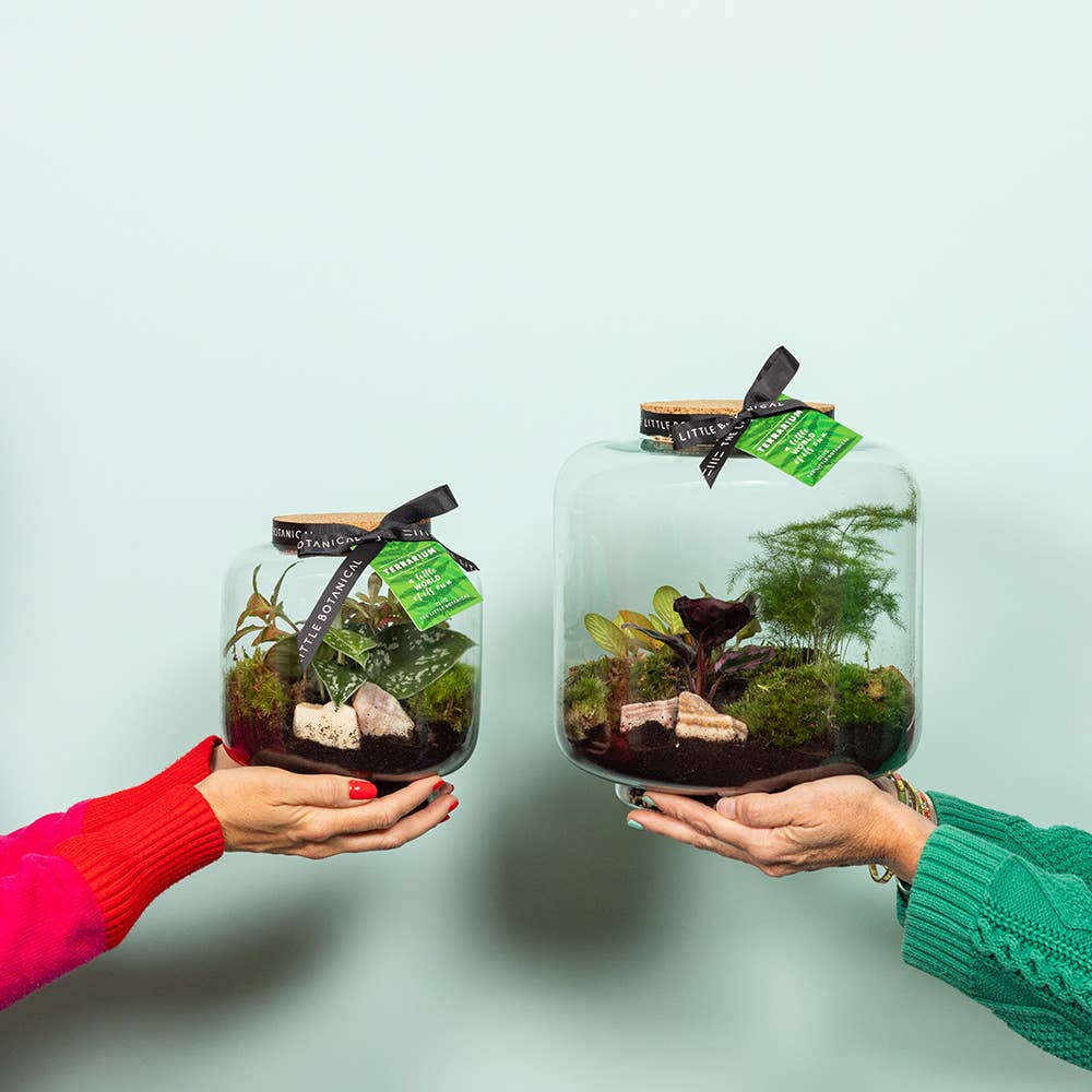 The Little Botanical – wholesale Terrarium – Round Glass Terrarium - Pre-Planted & Easy Care1