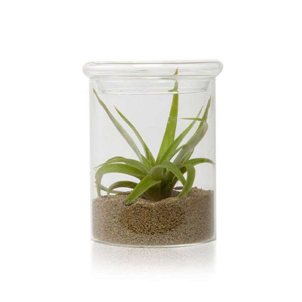 Chive - Wholesale Terrarium - Glass Terrarium Petri