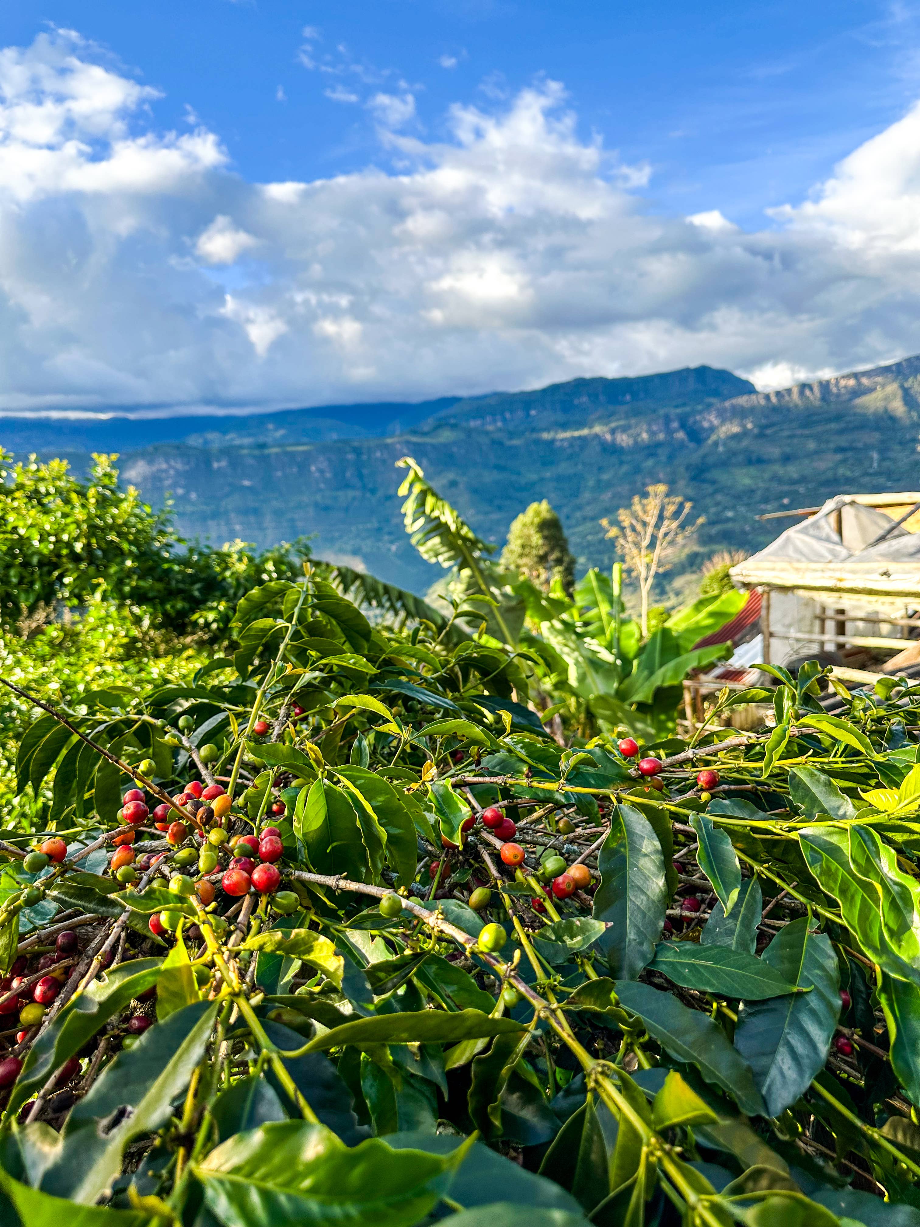 Desnudo Coffee - Wholesale Coffee Machine - 5 Gallon Cold Brew Tank (Austin, TX Only)3