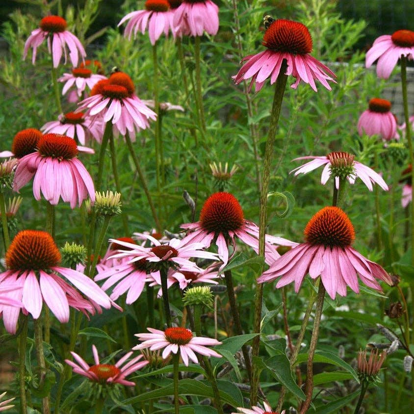 Sow True Seed - Wholesale Plant Seeds - Echinacea Seeds - Purple Coneflower2